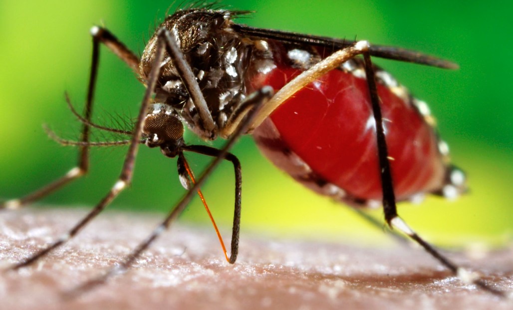 Projeto da UFRN monitora focos de dengue em Natal