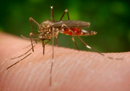 Como tive zika vírus: doença infernal
