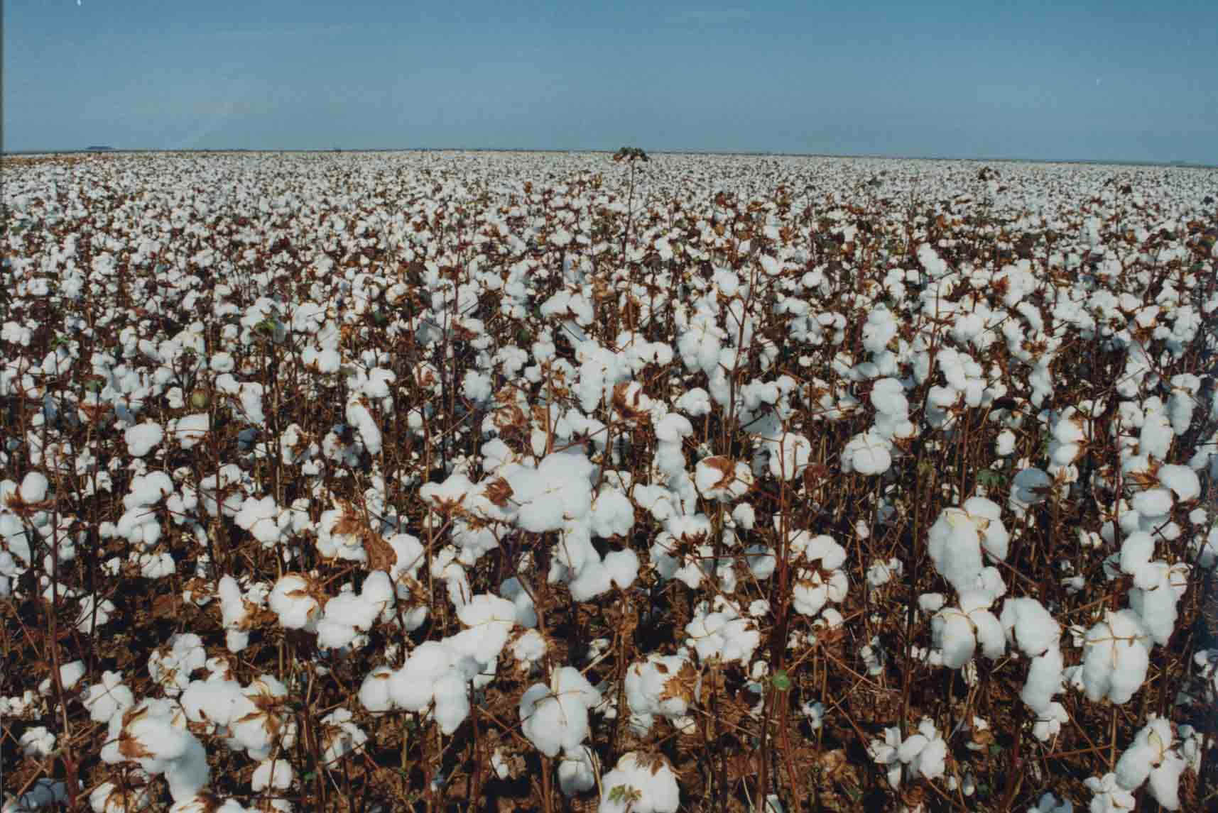 História da plantação de algodão no RN
