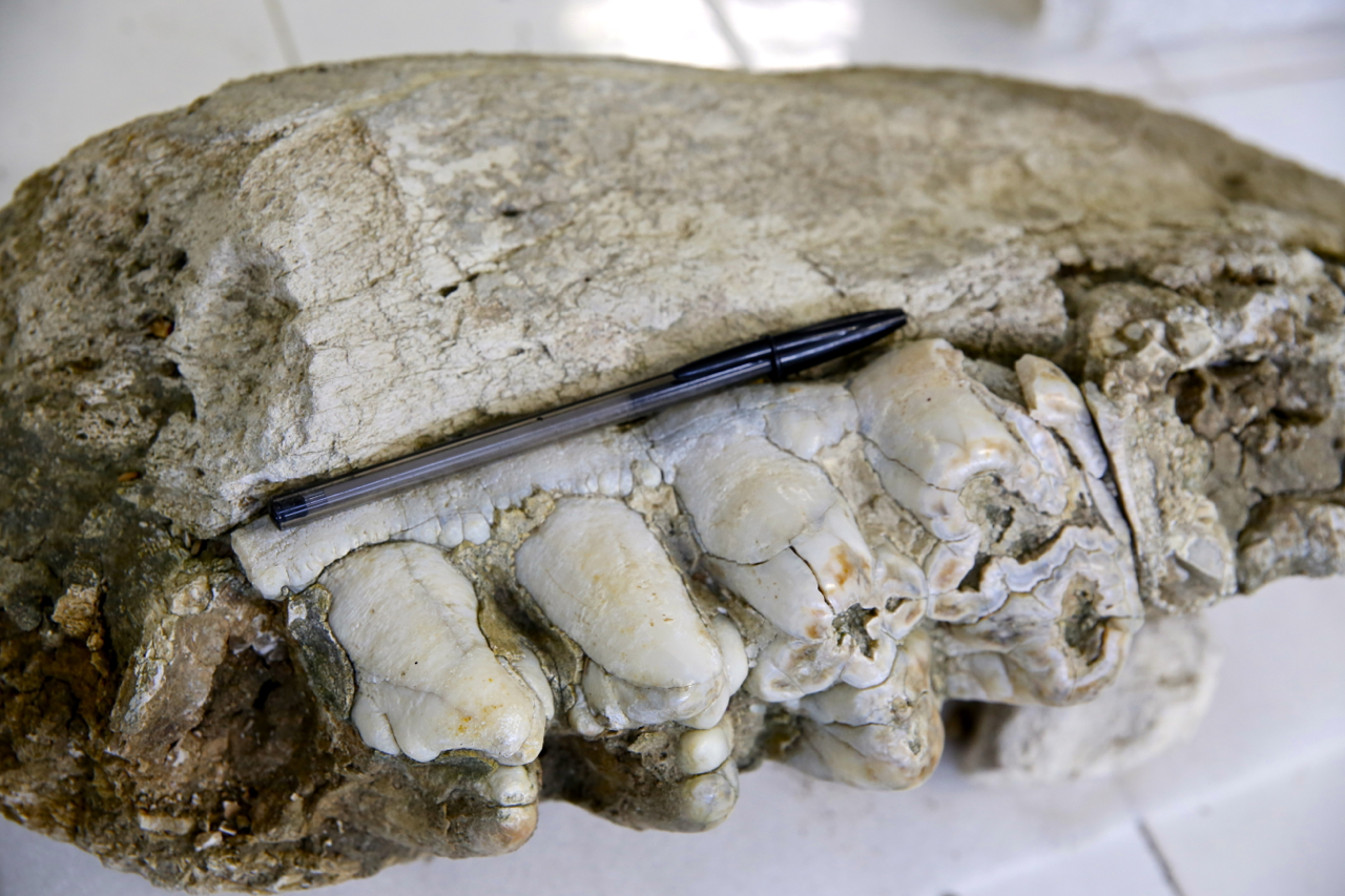 Fóssil foi encontrado no município do Rio Grande do Norte
