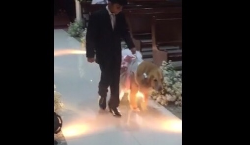 [VÍDEO] Cachorrinha leva alianças dos seus tutores no altar