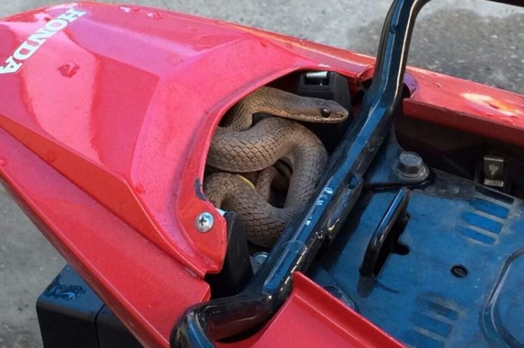 Dia que uma cobra se escondeu em um banco de moto de Mossoró e não é fake