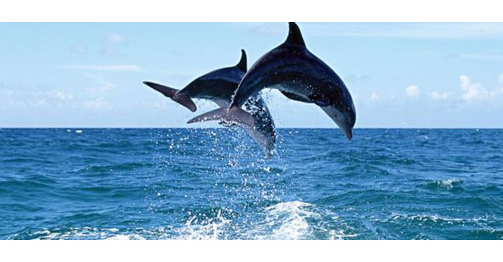 Golfinhos são vítimas de pesca acidental em Natal