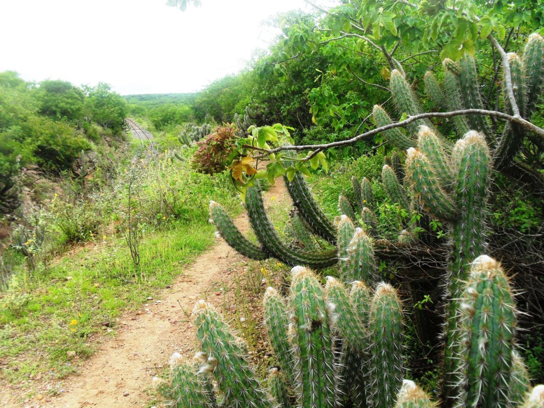 Caatinga