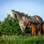 UFRN descobre leite de égua
