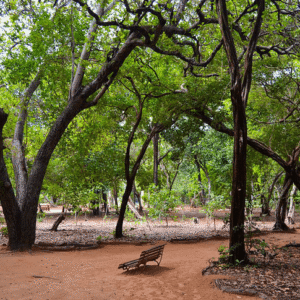 Parque das Dunas