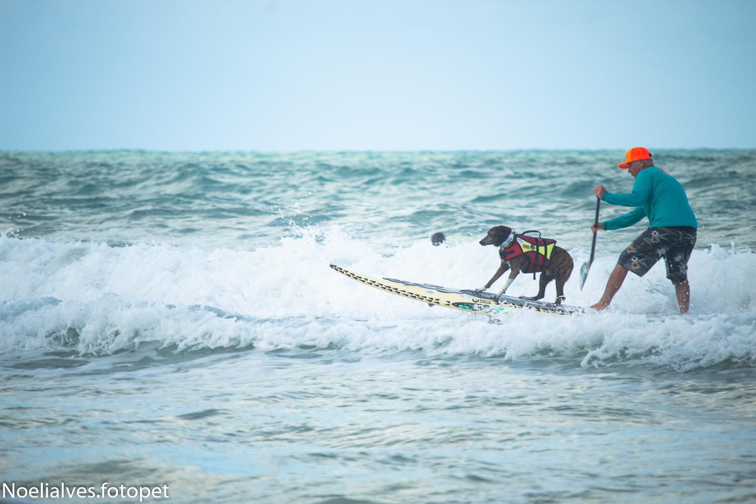 surf com cachorros