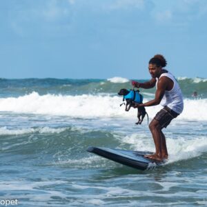 surf com cachorros