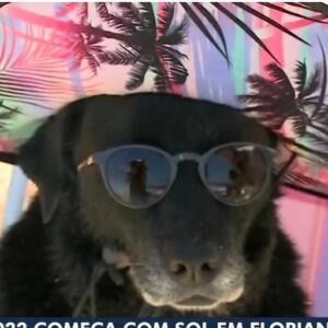primeiro meme do ano