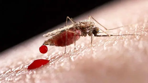 Década de 30 faz com que o RN sofresse um surto de malária