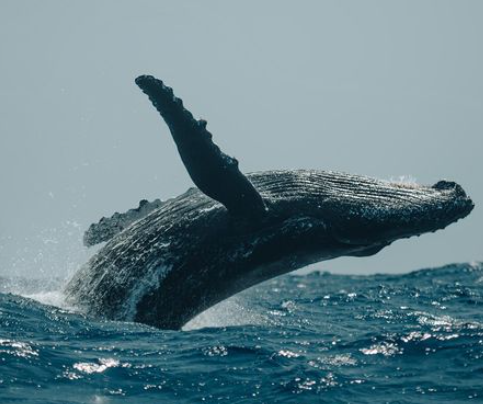 Rio Grande do Norte baleias