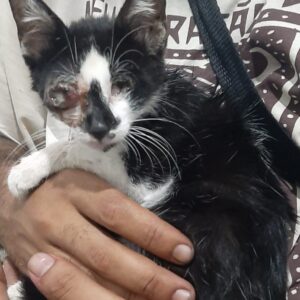 Gata Luzia