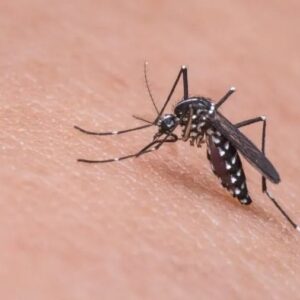 RN Dengue