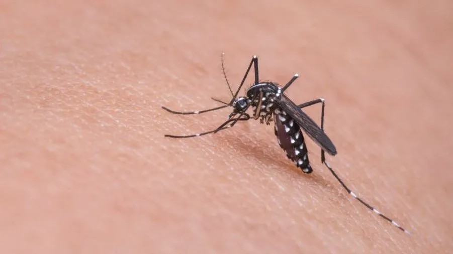 RN é o 16º estado com casos de dengue no Brasil e 2º do NE