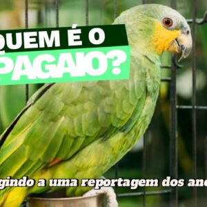 papagaio em natal
