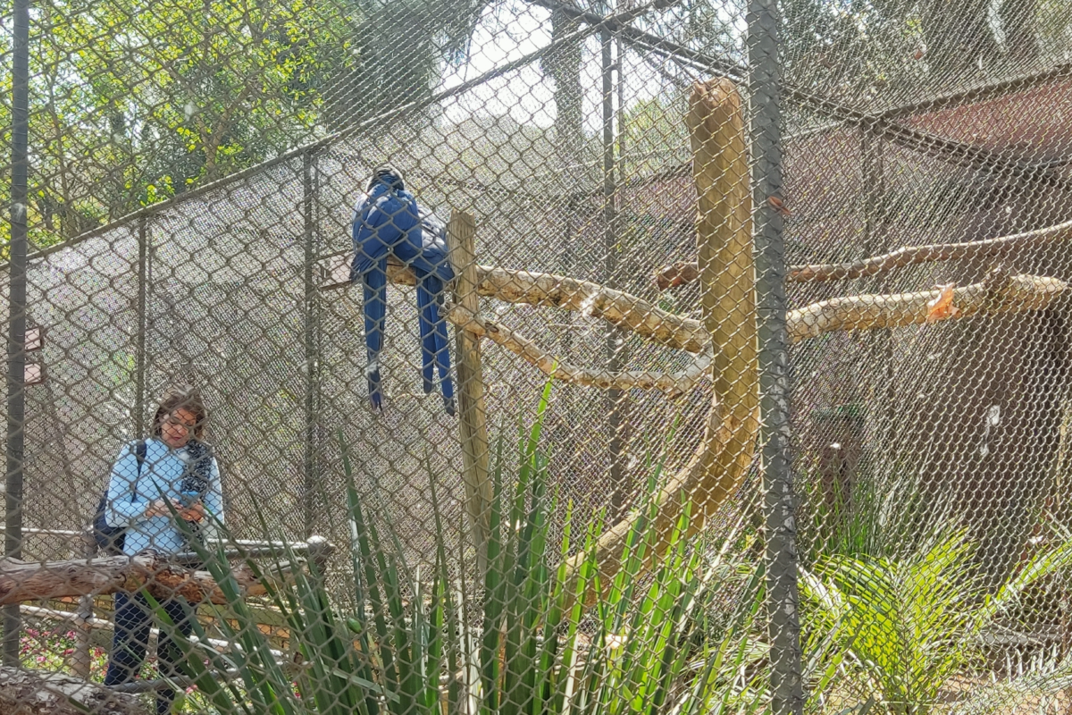 E tem um espaço que abriga os mais diferentes pássaros locais e nacionais, sendo o principal atrativo do parque.