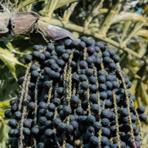 Açaí produto farmacêutico UFRN