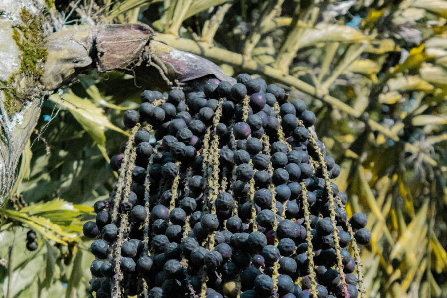 Açaí produto farmacêutico UFRN