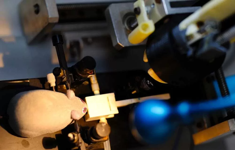 Robô potiguar realiza neurocirurgia