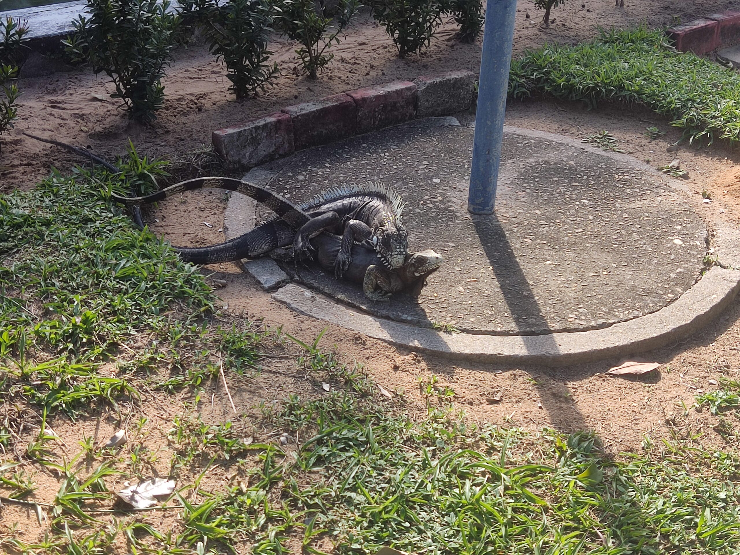 Você sabia que a iguana é o mascote da UFRN?