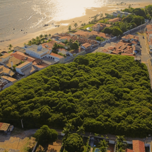 Cajueiro de Pirangi